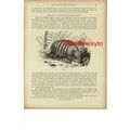 Poyou (Argentine Armadillo), Book Illustration ...