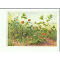 Art PIMPERNEL (Wild Flowers) Medici Society Pos...
