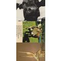 Egyptian Dutch 3x Unusual Cow Postcard s