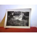 1930s PICNIC in the meadow for 3 real photograph =