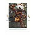 Purple & Gold Birds of Paradise, Book Illustrat...