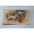 1925 John Player & Sons Dogs No. 46 Sealyham Te...