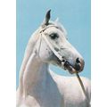 Colour Postcard - White Horse