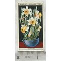 1925 Wills Flower Culture in Pots No. 21 Daffodil