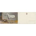 Postcard circa 1920s John Frederick Herring Jnr...