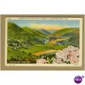 MOUNTAIN LAUREL, STATE FLOWER, PENNSYLVANIA