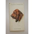 1929 John Player & Sons Dogs Heads No. 4 Bloodh...