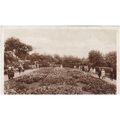 The Rose Gardens,Scarborough Yorkshire Postcard...