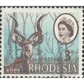 RHODESIA, MAMMALS, Kudu, Tragelaphus strepsicer...