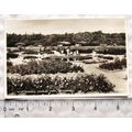 1956 postcard Rose Garden, Stanley Park, Blackpool