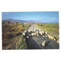 SHEEP AT EYERIES, BEARA, WEST CORK, IRELAND use...