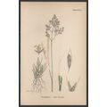 HEATH HAIR-GRASS 1872 John Edward Sowerby PLANT...
