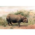 INDIAN RHINOCEROS 1894 Pierre Jacques Smit VICT...