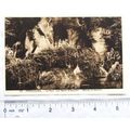 vintage postcard Versailles, Bathes of Apollon