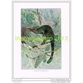AFRICAN CHAMELEON, BOOK ILLUSTRATION (PRINT), L...