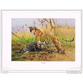 TIGER, BOOK ILLUSTRATION (PRINT), LYDEKKER, c1916