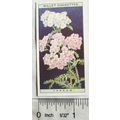 1923 Wills, Wild Flowers No. 49 Yarrow