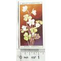 1923 Wills, Wild Flowers No. 48 Wood Sorrel
