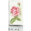 1926 Wills Roses No. 46 Premier