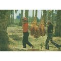 Tunis Children Fruit Transport Labourers Crafts...