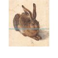 D099031 Feldhase. Albrecht Durer. Albertina