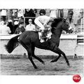 Horse Racing Photograph STOUT Paul Cook