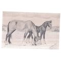 NEW FOREST PONIES, by Victoria Leigh unused vin...