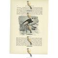 Black Winged-Stilt, Animal Book Illustration (P...