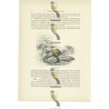 Scheltopusik, Animal Book Illustration (Print),...