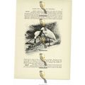 Spoonbills, Animal Book Illustration (Print), c...