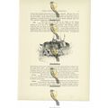 Saiga Antelopes, Animal Book Illustration (Prin...