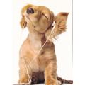 Dog with earphones Postcard used VGC