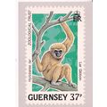 Guernsey 1989 Lar Gibbon 37p Stamp Card unused VGC