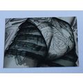 Olivia 3 Ladies, Leather & Lace Base trading ca...