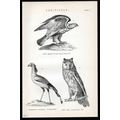 ACCIPITRES 1883 Buzzard Secretary Bird Owl ANTI...