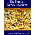 Human Nervous System
