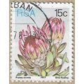1977 - Broad-leaved Sugarbush - 16794