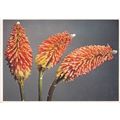 Red Hot Poker Kniphofia Uvaria Postcard posted ...