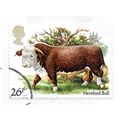 GB 1984 HEREFORD BULL CATTLE USED