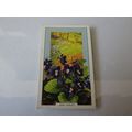 1939 Gallaher Wild Flowers Card # 07 of 48 Dog ...
