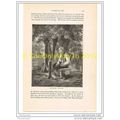 ENGLISH LIFE, THE STOCKS, Illustration, c1870