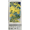 1936 Wills, Wild Flowers No. 32 Ragwort
