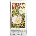1936 Wills, Wild Flowers No. 34 Dog Rose