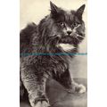 R056497 Blue Persian Cat