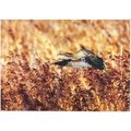 Bird - Bittern in fight - RSPB postcard