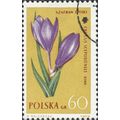 POLAND, FLOWER, Crocus, yellow 1962, 60gr
