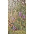 Dog Violet British Wild Flowers Medici Vintage ...