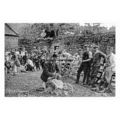 pt3950 - Sheep Clipping , Step Ends , Renfrewsh...