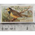 1924 Ogden's Foreign Birds No. 46 Hooded Warbler