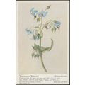Boraginaceæ - Tricodesma Boissieri, c.1940s - P...